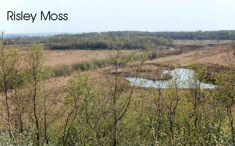 Risley Moss, home of the adder